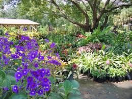 Native Plants For Central Florida With