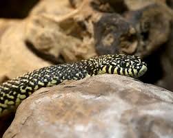 The baby gopher snake can be cream/green, green/gray or tan with blotches in black, brown or red. Types Of Snakes In Arkansas What To Know And Do