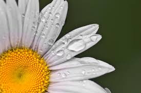 Various websites show the traditional meaning of daisies as signifying purity or innocence. Symbolic Meaning Of The Daisy On Whats Your Sign