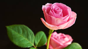 pink rose flower wallpaper 52 images