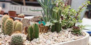 Make A Succulent And Cactus Planter
