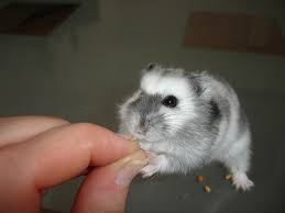 In human care, they are slightly heavier. Winter White Russian Hamsters An Owner S Guide
