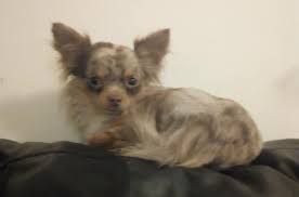 Merles, chihuahuamama, chihuahuas for sale, arizona, arizona breeder, merle, chihuahuas, blue chihuahuas, chocolate chihuahuas, blue merle chihuahuas, red merle chihuahuas. The Merle Chihuahua Club By N I Chihuahuas Posts Facebook