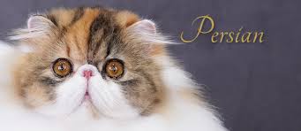 The british shorthair is the pedigreed version of the traditional british domestic cat, with a distinctively chunky body, dense coat and broad face. Silver Persian Article 2001 The Cat Fanciers Association Inc