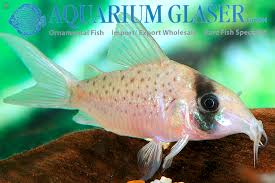 10 Catfishes Aquarium Glaser Gmbh