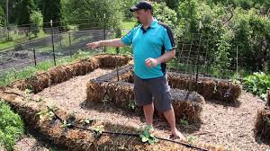Hay bales are usually grown and sold as horse or livestock feed and contain seeds that. Planning The Plants In Your Straw Bale Garden Youtube