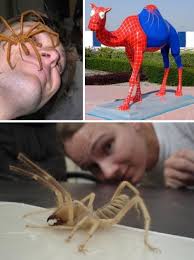 From their incredible size to their legendary bite, here are some shocking camel giant camel spiders are common in the middle east and have even been found hiding in sleeping bags. Buzz Killers 10 Of The World S Biggest Baddest Bugs Webecoist