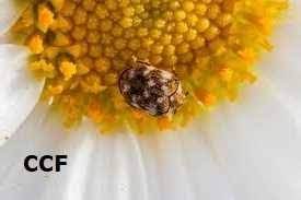 how to get rid of carpet beetles