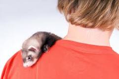 What is a wild ferret called?