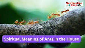 spiritual meaning of ants in the house