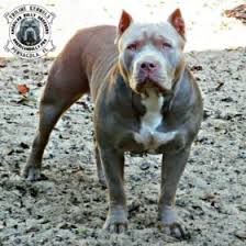 The staffordshire bull terrier stands 14 to 16 inches and is very muscular with a short and broad pit bull training says that baby pit bulls often have blue eyes, but their eye color typically darkens as they get older. What Is The Difference Between American Bully And American Pit Bull Terrier Triline Kennels