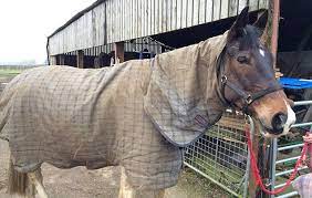 a versatile and robust turnout rug that