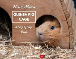 how to clean a guinea pig cage a step