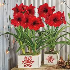 Florists in franklin tennessee including teleflora flower shops. 3 Alternative Holiday Floral Arrangements To Spruce Up Your Home Or Give As Gifts Williamson Source