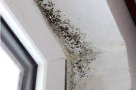 Scrub the window casing using a clean cloth with the mixture. Kill Black Mould How To Clean Mould Stop Mould Growing