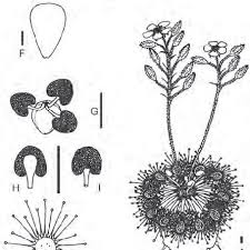 Drosera serpens | pink flowers | carnivorous plants seeds | 10 seeds. Drosera Nitidula A Habit B Lamina C Petiole Cross Section D Download Scientific Diagram