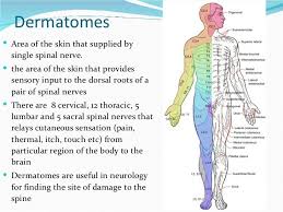 Image Result For Lower Extremity Dermatomes And Myotomes