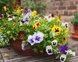when to plant pansies for a backyard
