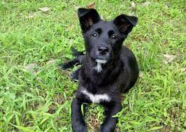 Черная собака дворняга - 69 фото