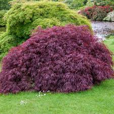This dwarf japanese maple features a dense, vase shaped, bushy habit and is perfect for small gardens and containers. Buy Tamukeyama Japanese Maple Trees Garden Goods Direct