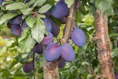 What month are damsons ready to pick?