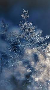 nw53 snow bokeh light beautiful nature blue