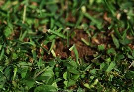 get rid of ants in your yard naturally