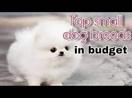 top small dog breeds cute dogs in hindi