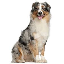 Maybe you would like to learn more about one of these? Australian Shepherd Dog Breed Information Temperament Health