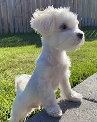 Maybe you would like to learn more about one of these? Fetas First Haircut Dog Haircuts Maltese Dogs Haircuts Maltese Dog Breed