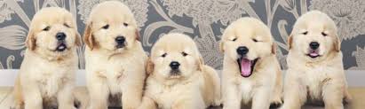 Advertise your golden retriever puppies for free. Are There Really Different Types Of Golden Retrievers Official Golden Retriever