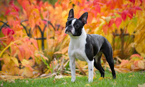 are boston terriers good dogs