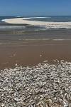 Tens of Thousands of Dead Fish Wash Ashore on Gulf Coast in Texas ...