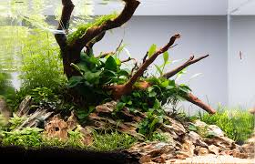 Make your aquarium a success - Tropica Aquarium Plants gambar png