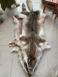 canadian coyote pelts canis latrans