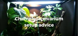 chameleon vivarium setup advice uvb