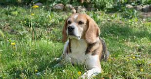 herbs for dogs 7 spring herbs you and
