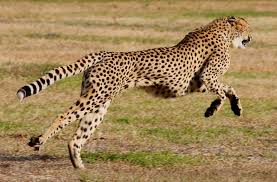 The Worlds Fastest Animals On Land Sea And Air