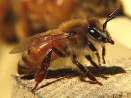 Italian Bee Wikipedia