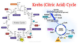 krebs citric acid cycle steps by