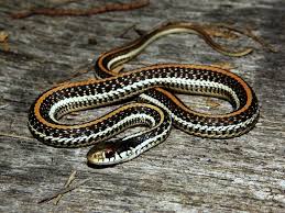Thamnophis sirtalis annectens (texas garter snake): Texas Garter Snake Subspecies Thamnophis Sirtalis Annectens Inaturalist
