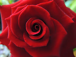 close up photo of red petaled flower