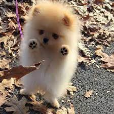 See more ideas about puppies, cute puppies, cute dogs. 150 Cutest Puppies On The Internet That Will Melt Your Heart