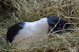 hay for guinea pigs food bedding