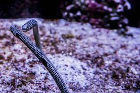 complete spotted garden eel care guide