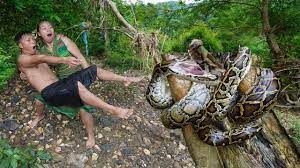Survival Skills - Primitive Life in the forest meet Big anaconda python - Skills Catch Giant Snake | Survival Skills - Primitive Life in the forest meet Big anaconda python - Skills