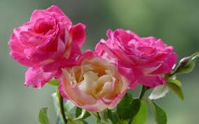 Image result for images of rose hd