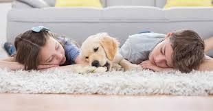 top 3 best rugs for dogs that pet