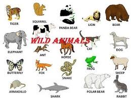 Wild Animals Name In English Learning For Kids Wild