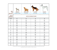 Determining how big your new puppy will eventually get depends on numerous factors such as genetics, how many siblings were in the litter, and nutrition. How To Calculate Your Dog S Age In Human Years Daily Paws